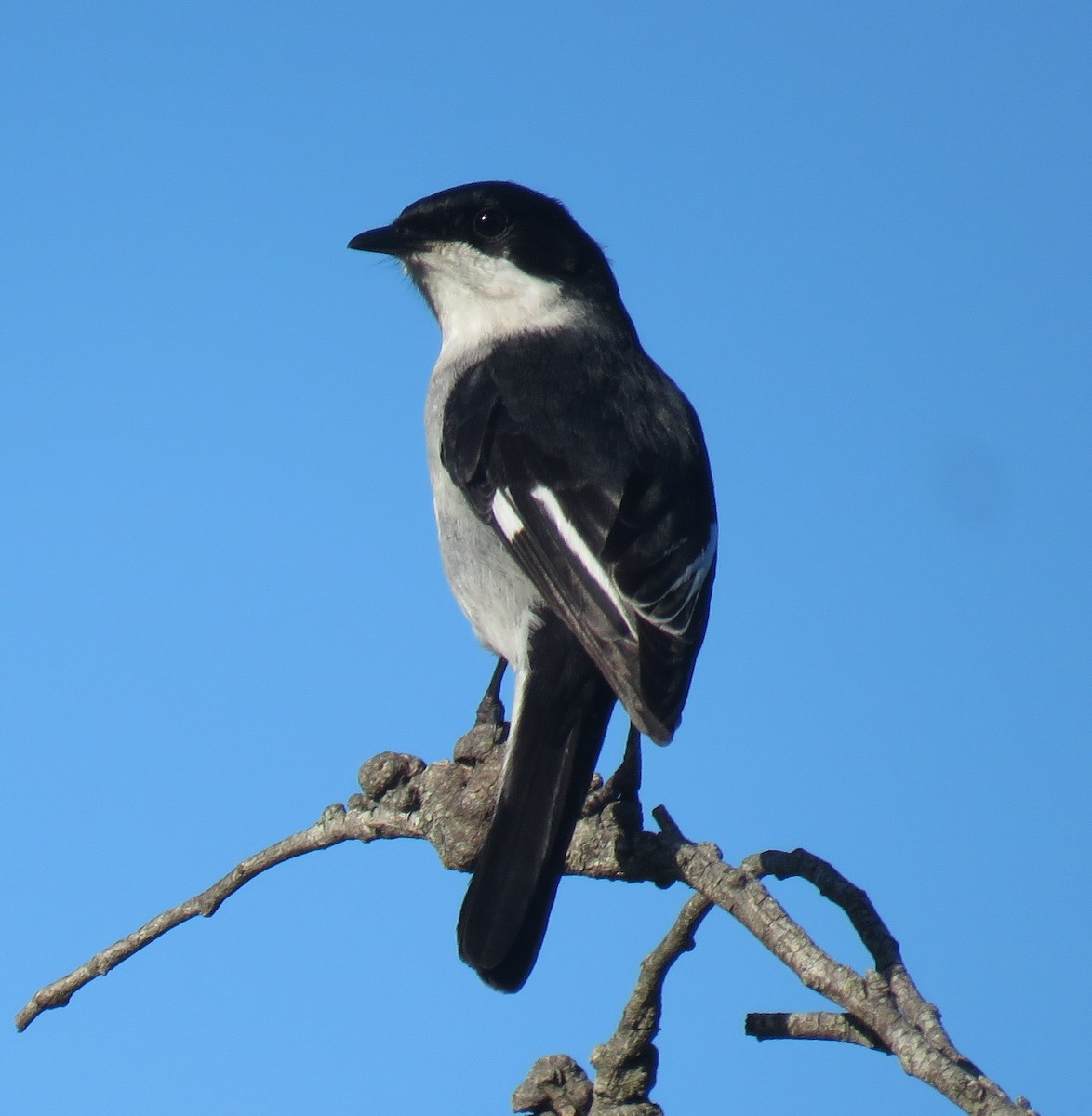 Fiscal Flycatcher - ML596616661