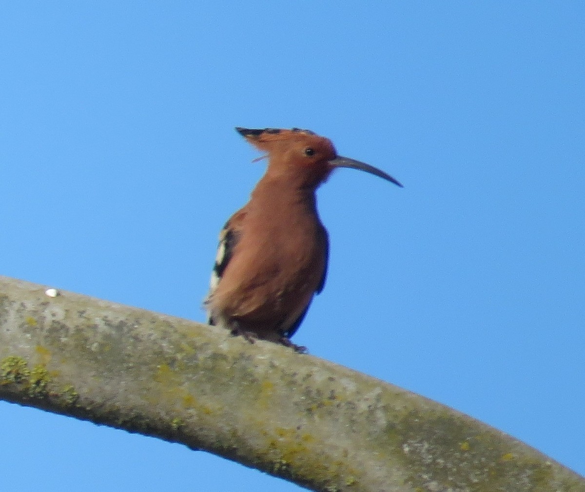 Common Hoopoe (African) - ML596616841