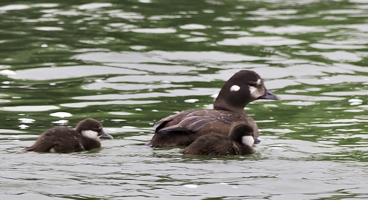 Harlequin Duck - ML596617481