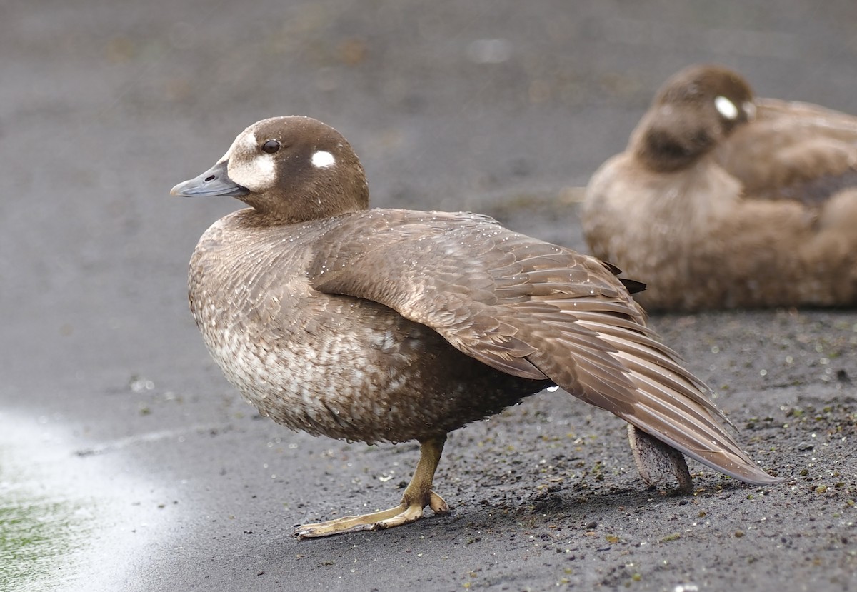 Harlequin Duck - ML596617491