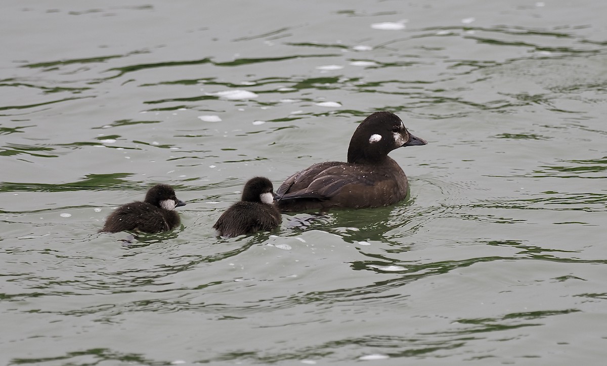 Harlequin Duck - ML596617521