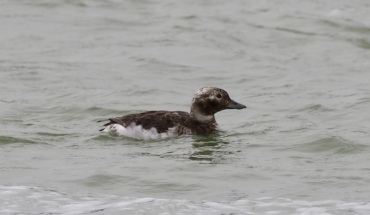 Long-tailed Duck - ML596617601
