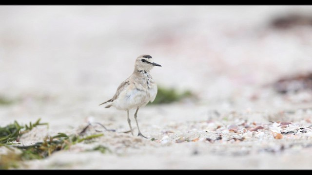 Mountain Plover - ML596617801