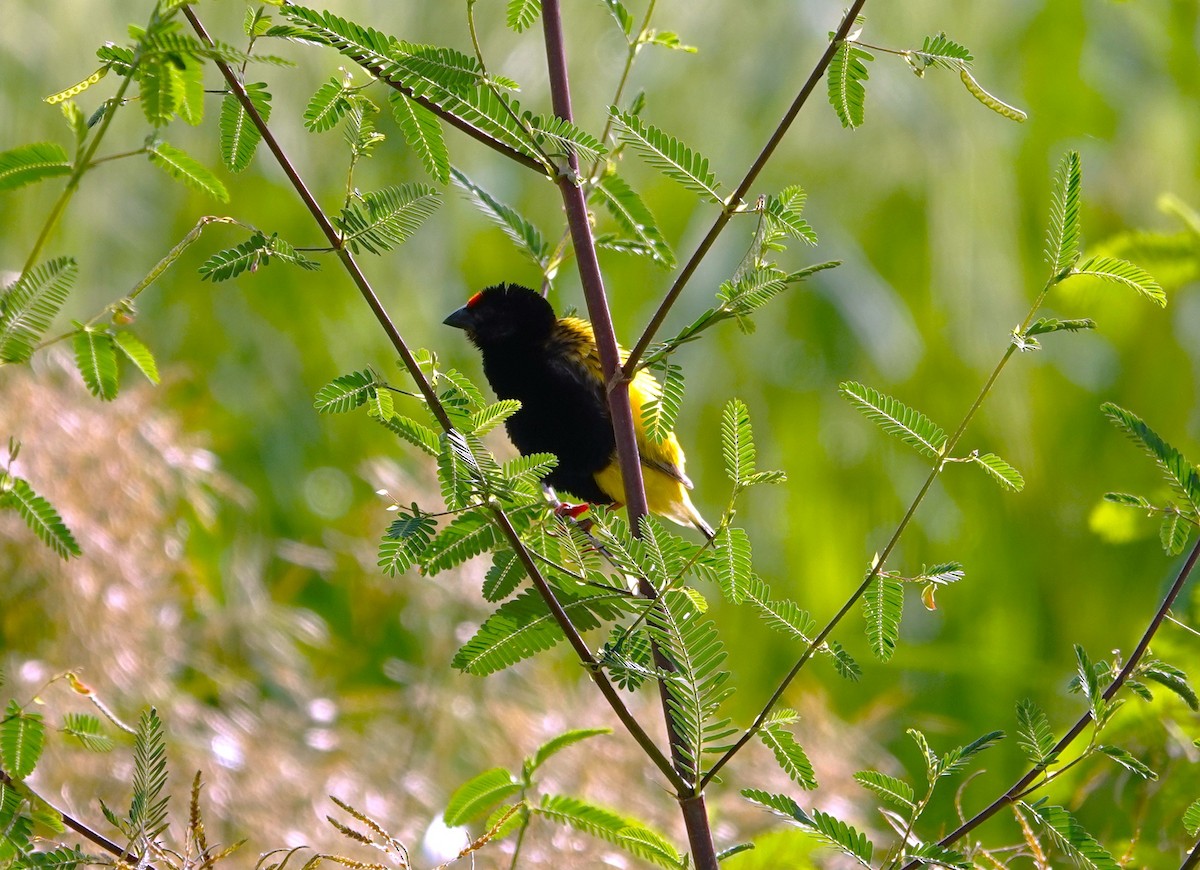 Fire-fronted Bishop - ML596618341