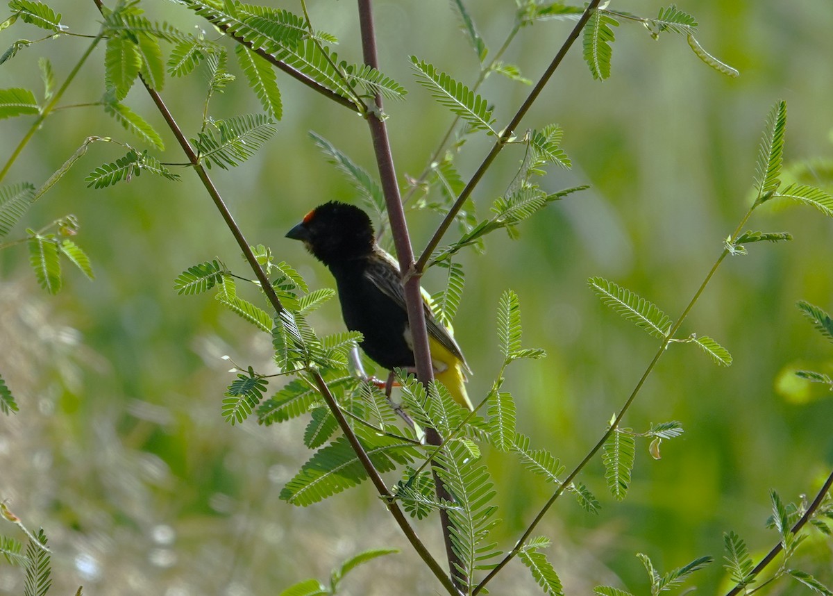 Fire-fronted Bishop - ML596618351