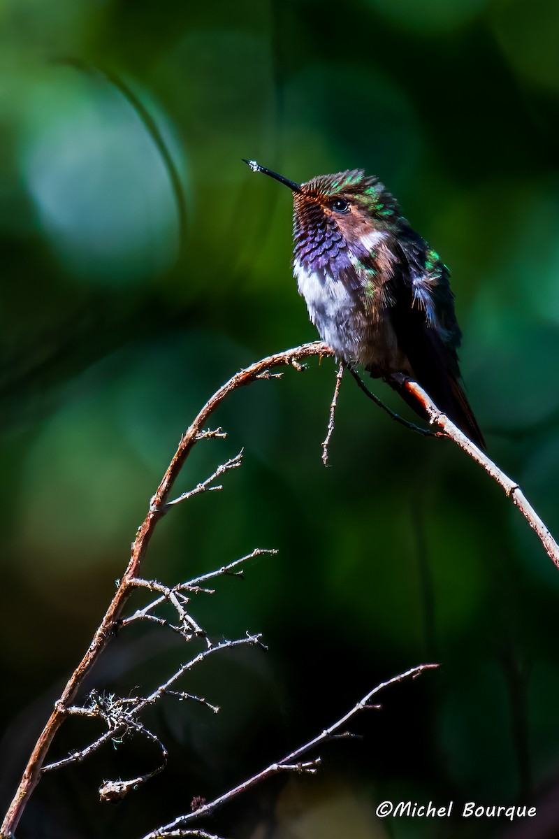 Volcano Hummingbird - Michel Bourque