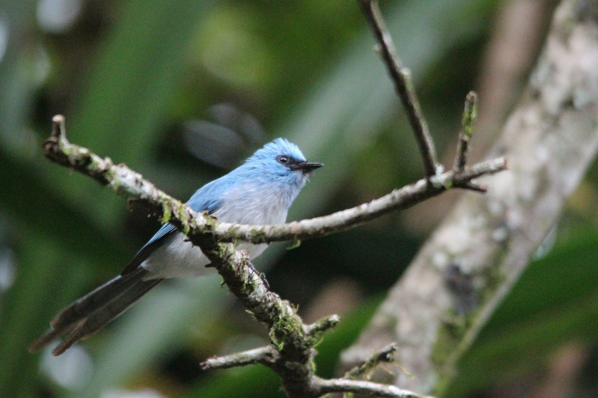 African Blue Flycatcher - ML596620081