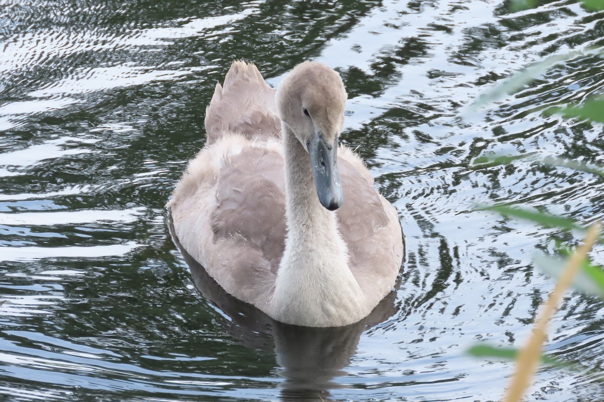 Cygne tuberculé - ML596621211