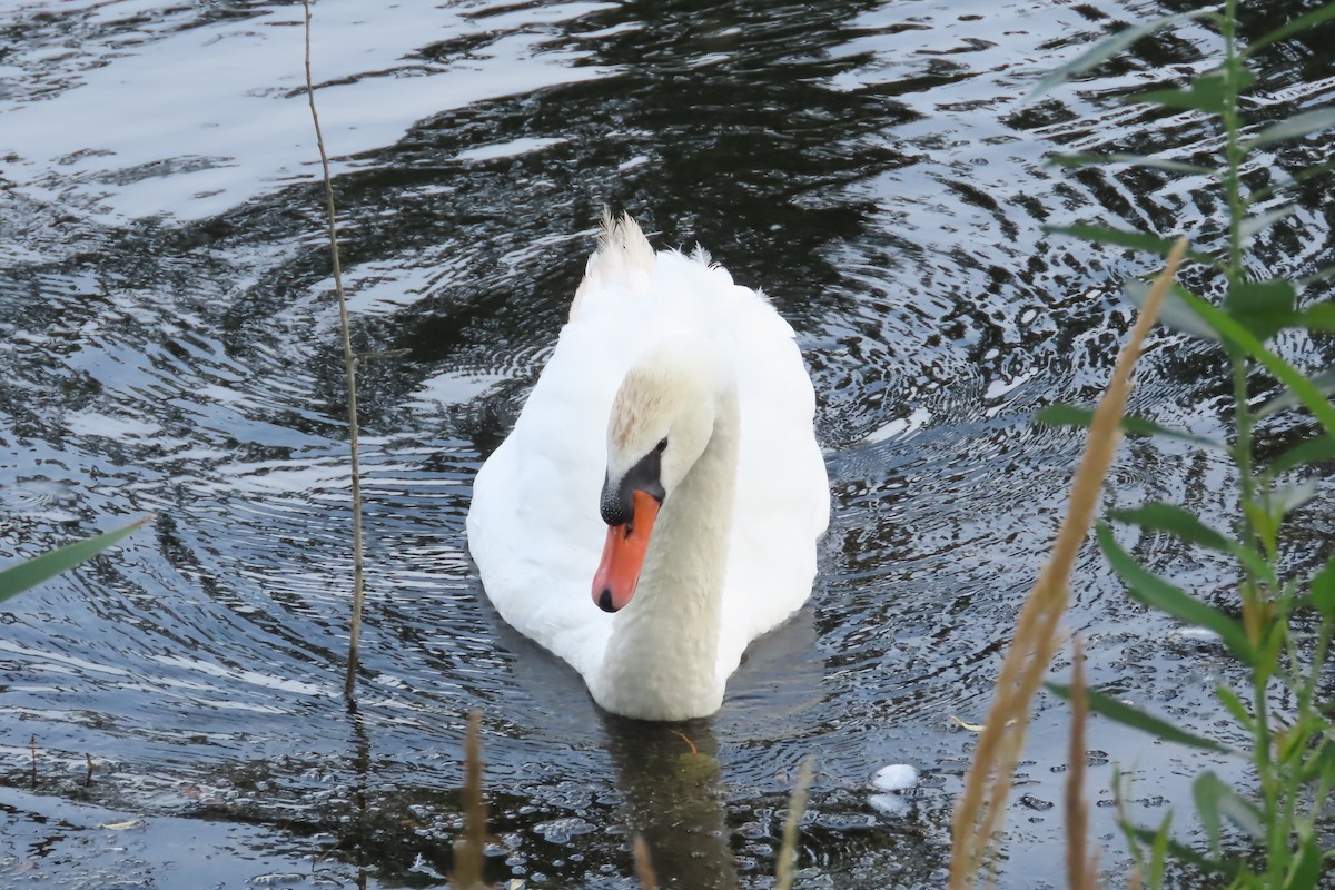 Cygne tuberculé - ML596621221