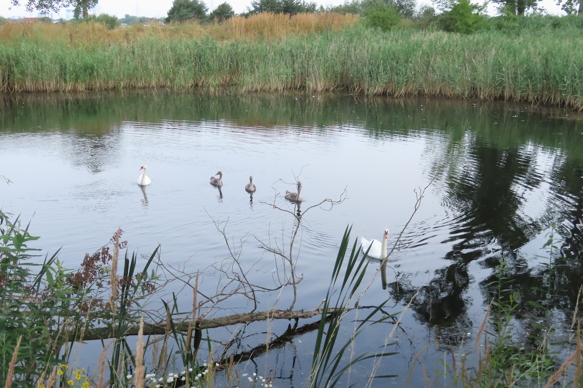 Cygne tuberculé - ML596621251