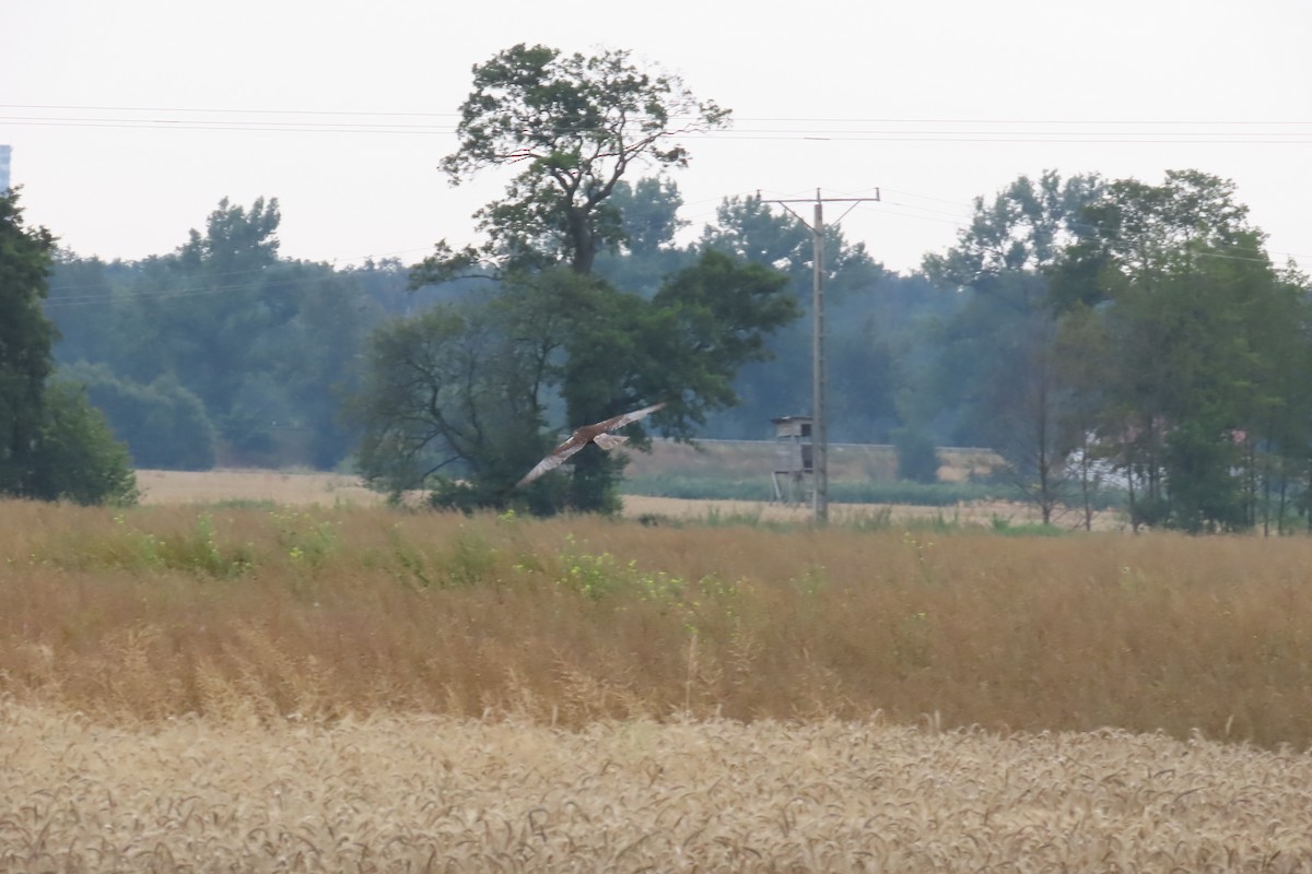 Western Marsh Harrier - Jan Kuńka