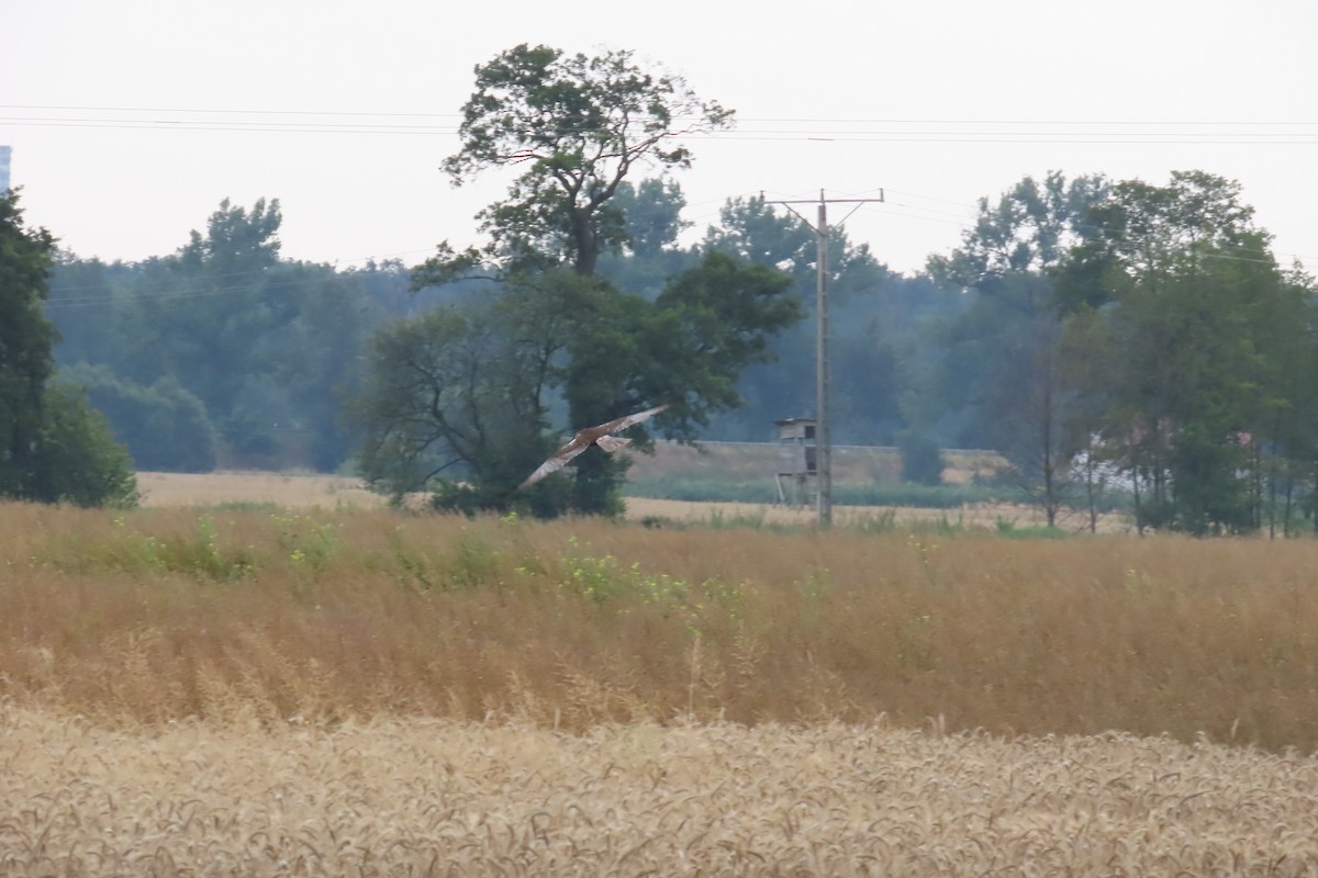 Western Marsh Harrier - ML596621321