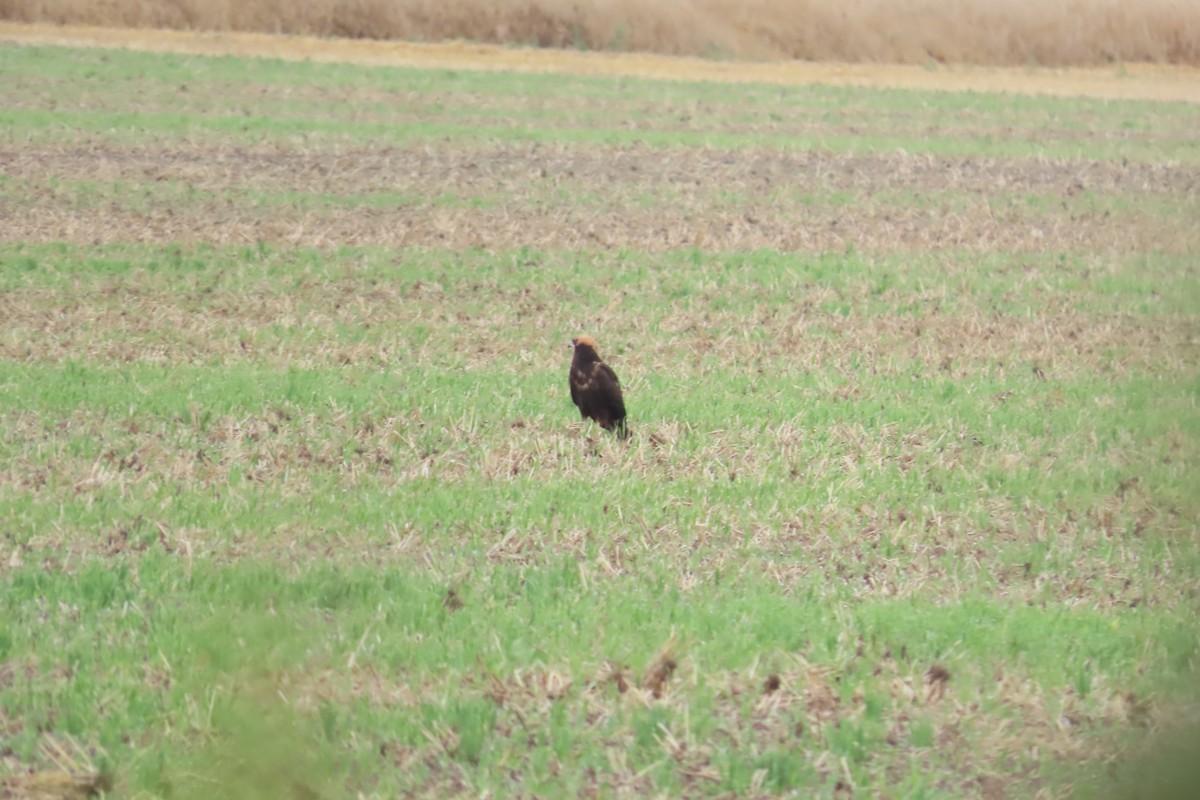 Western Marsh Harrier - ML596621371