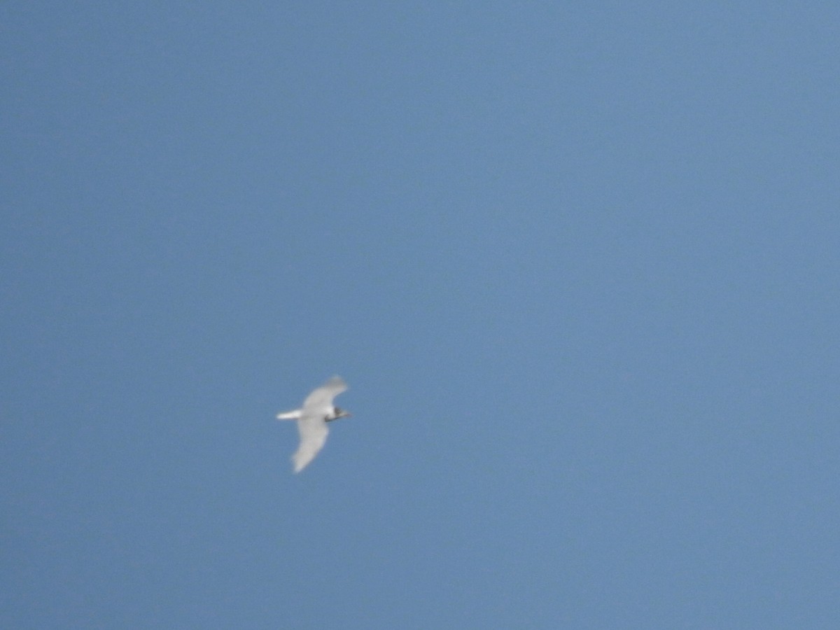 Mouette mélanocéphale - ML596621641