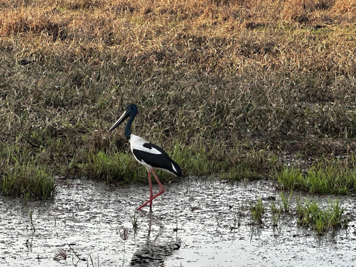 Black-necked Stork - ML596621841