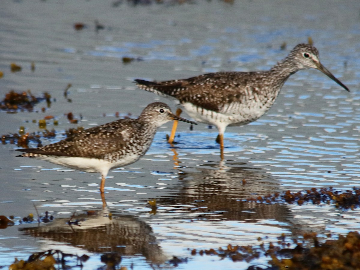 Lesser Yellowlegs - Blair Fleming