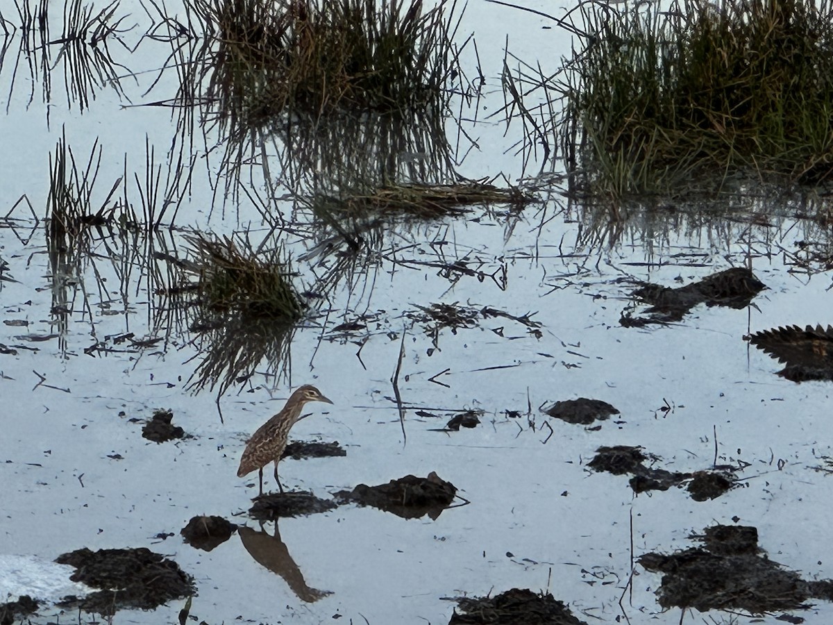 Nankeen Night Heron - ML596621901