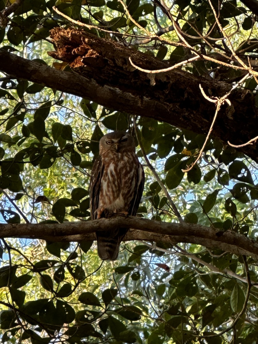 Barking Owl - ML596622231