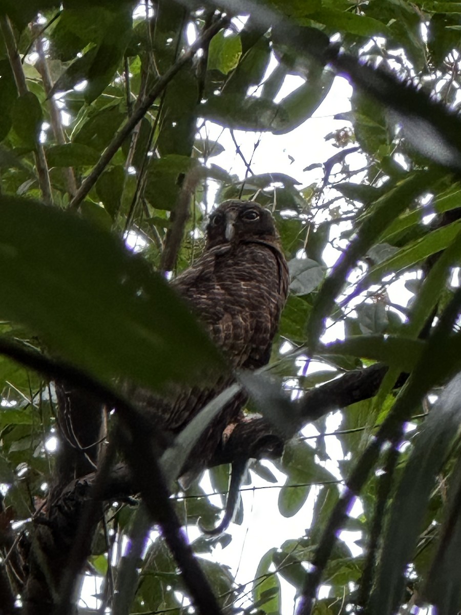 Rufous Owl - ML596622671