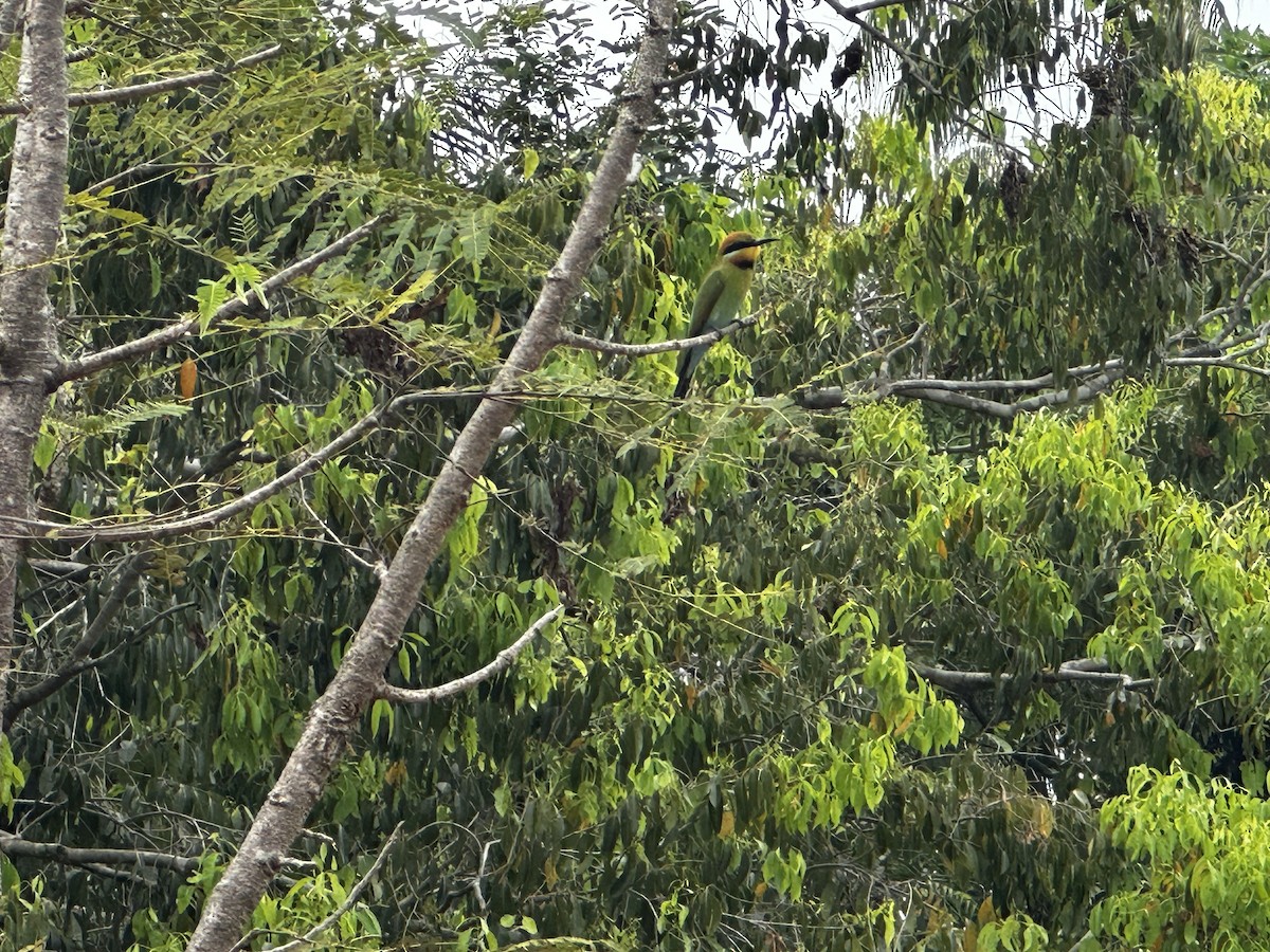 Rainbow Bee-eater - ML596622731