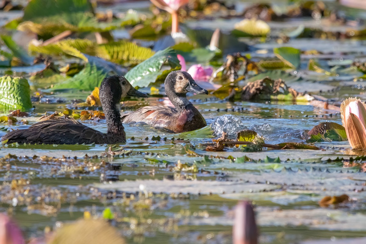 White-faced Whistling-Duck - ML596623031