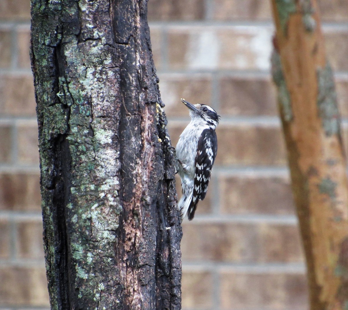 Downy Woodpecker - Judy Behrens