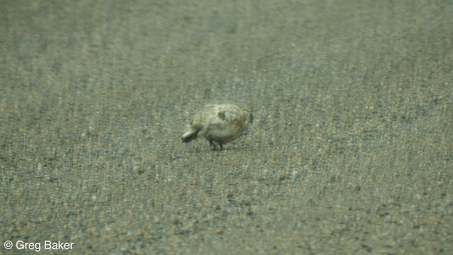 Rock Ptarmigan - ML596623281