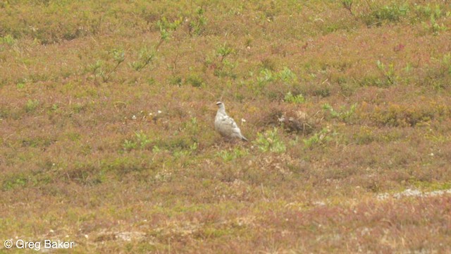 Alpenschneehuhn - ML596623291