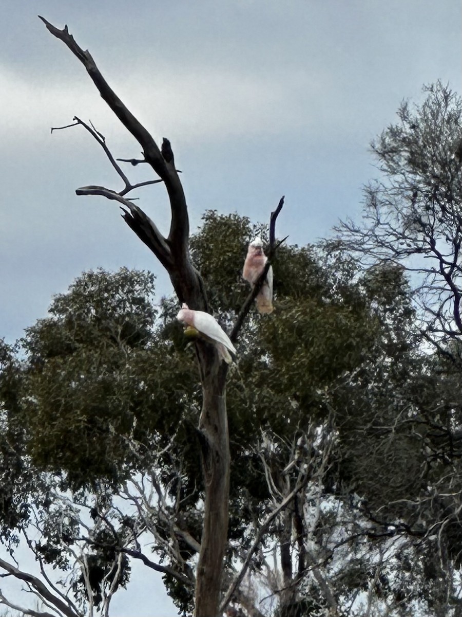 Pink Cockatoo - ML596623711