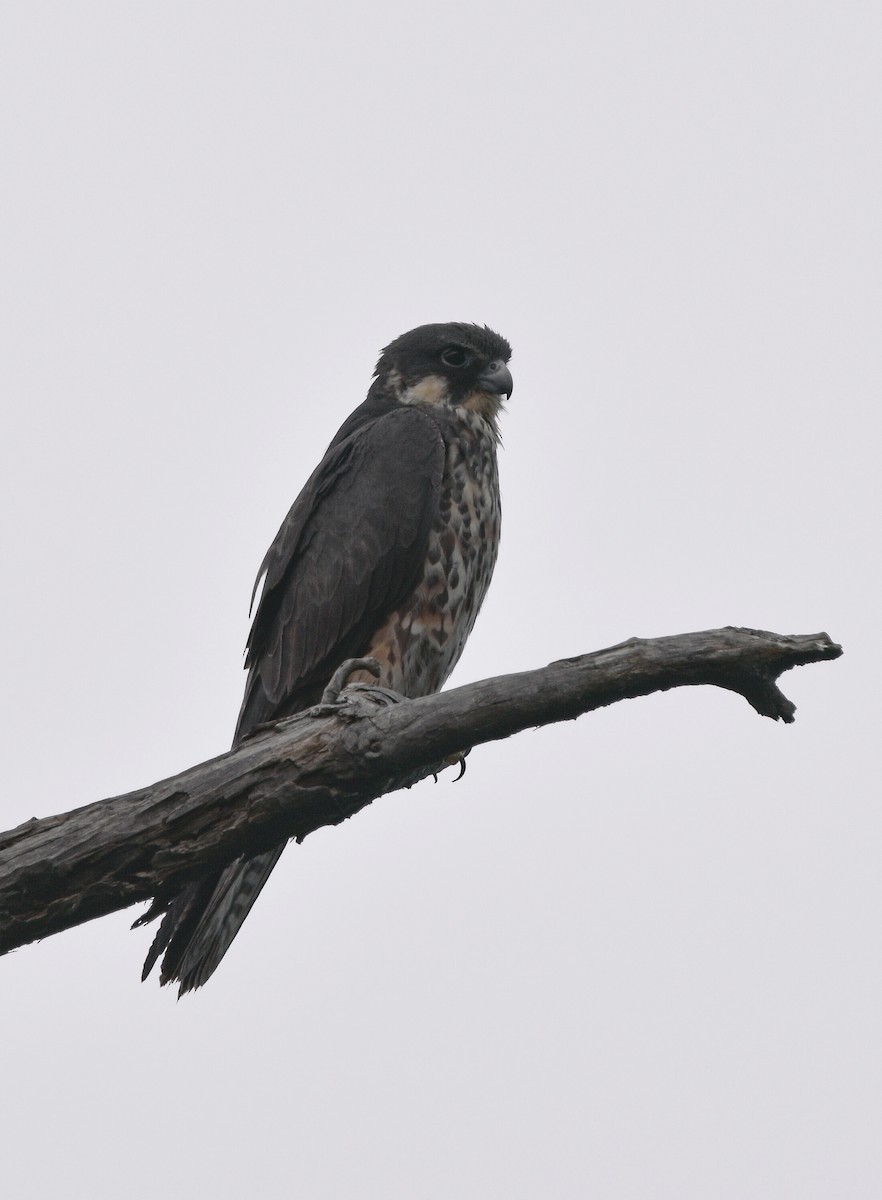 Eleonora's Falcon - Christos Christodoulou