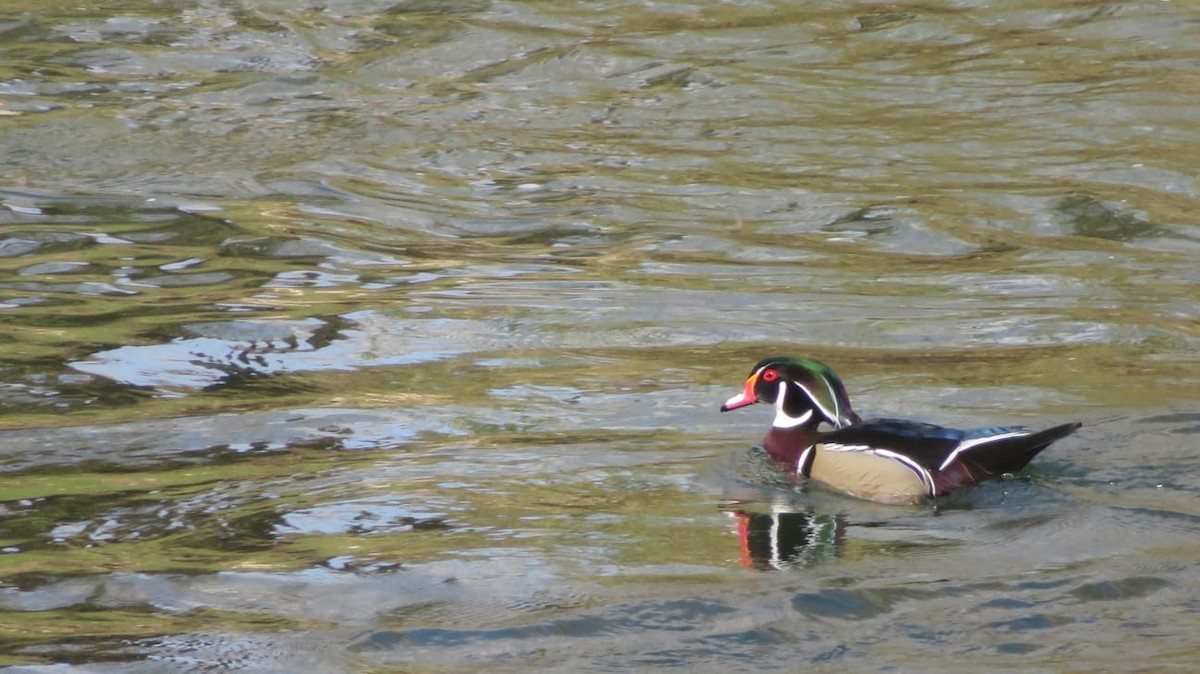 Wood Duck - ML596624631