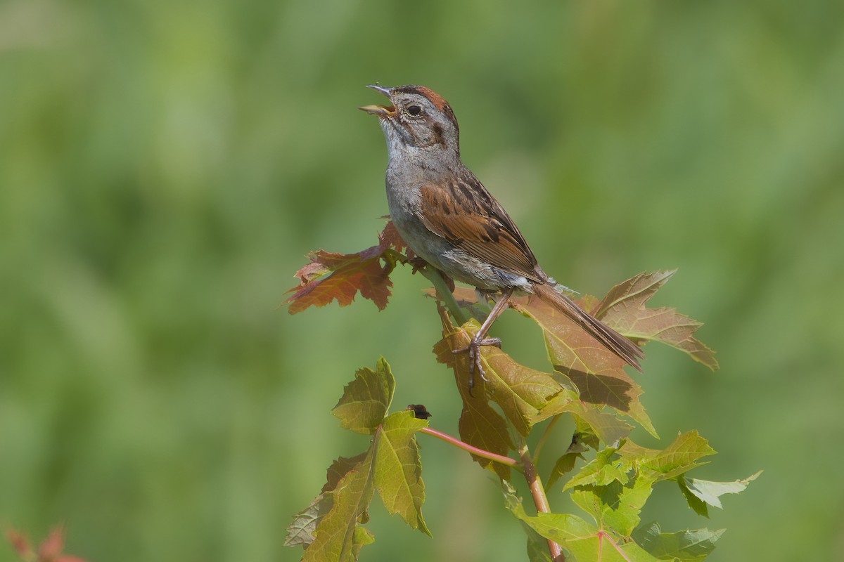 Swamp Sparrow - ML596625021