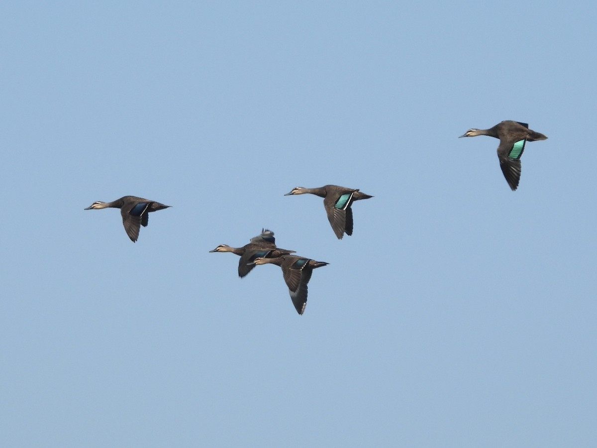 Canard à sourcils - ML596626951