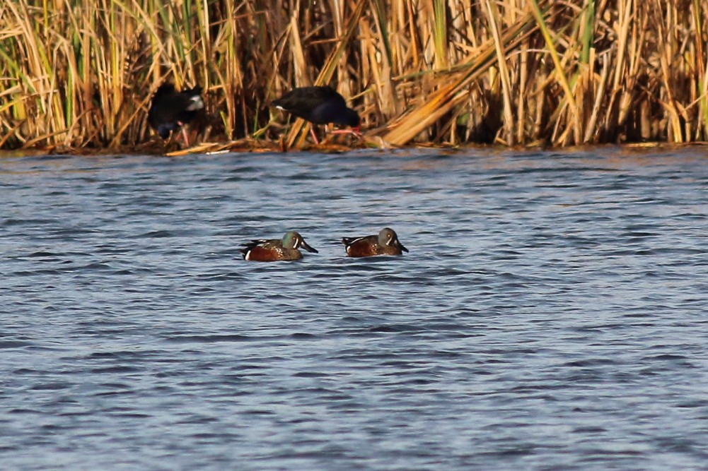 Canard bridé - ML596627381