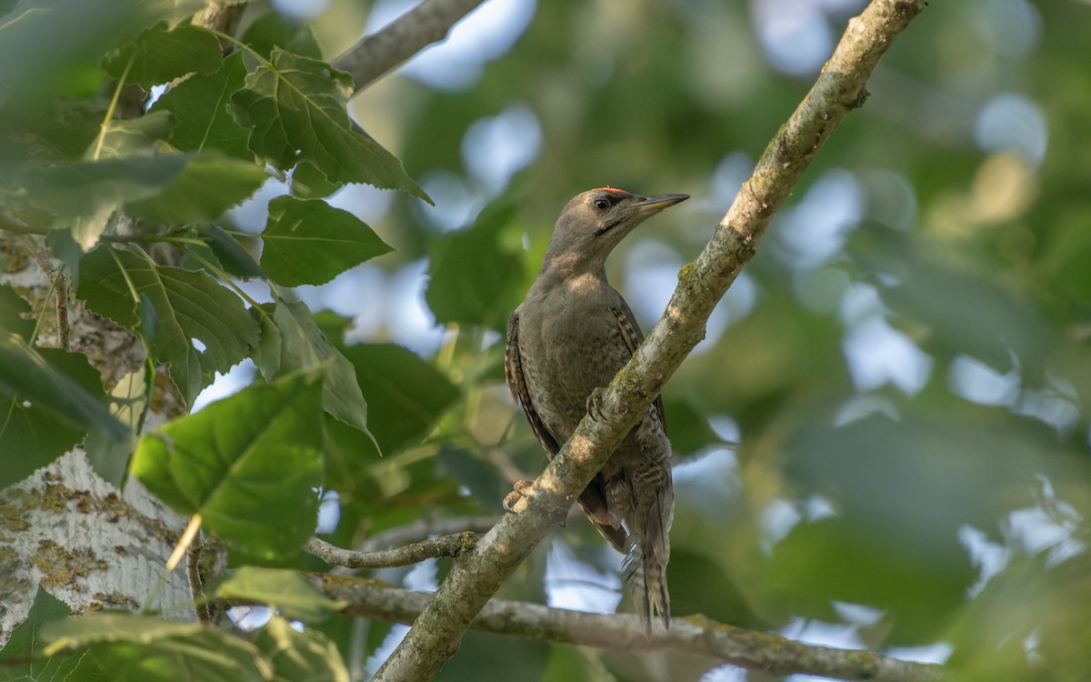 Gray-headed Woodpecker - ML596627431