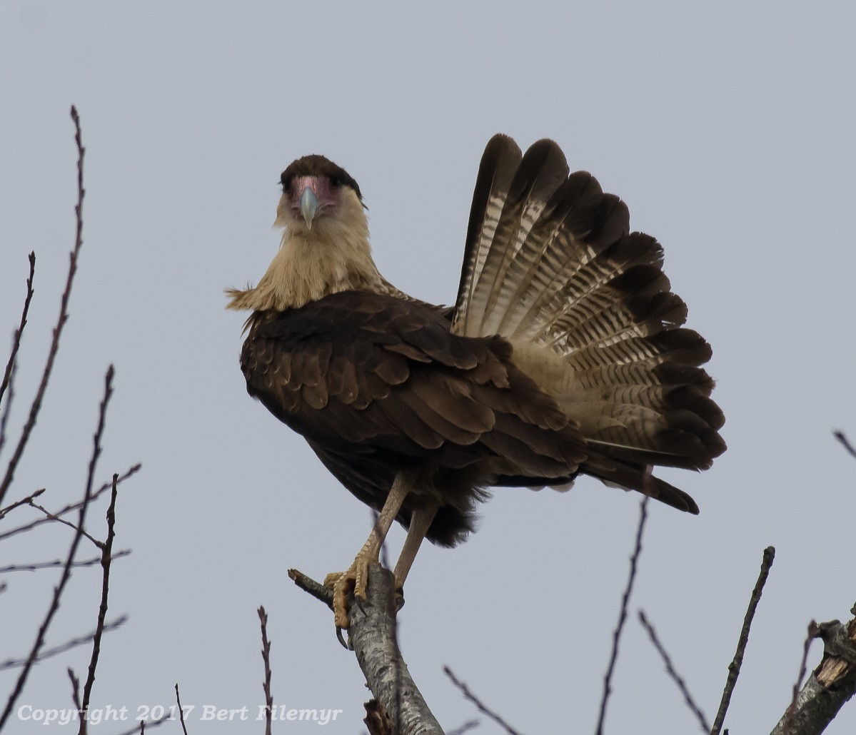 Crested Caracara (Northern) - ML59662761