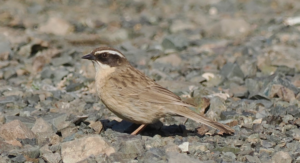 Brown Accentor - Ray O'Reilly