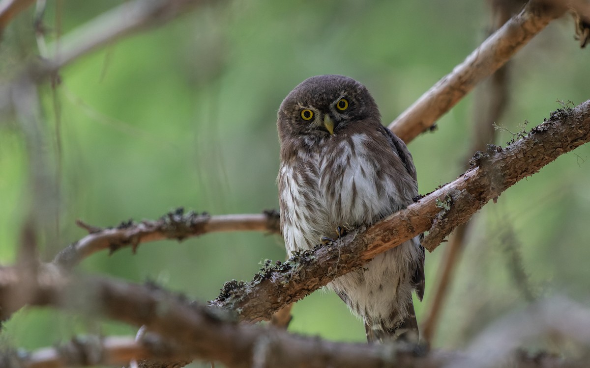 Eurasian Pygmy-Owl - Odysseas Froilán Papageorgiou