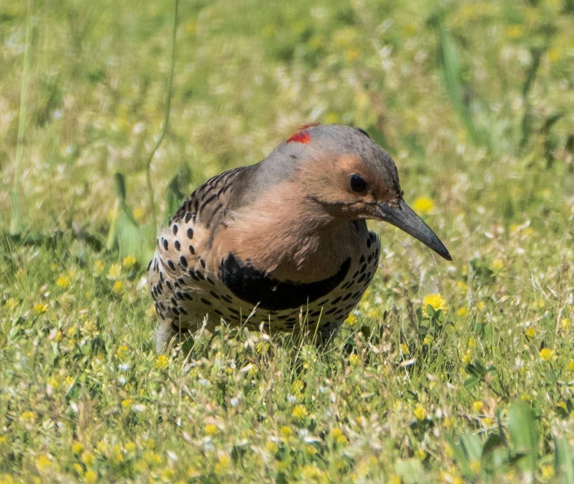 Northern Flicker - ML59662861