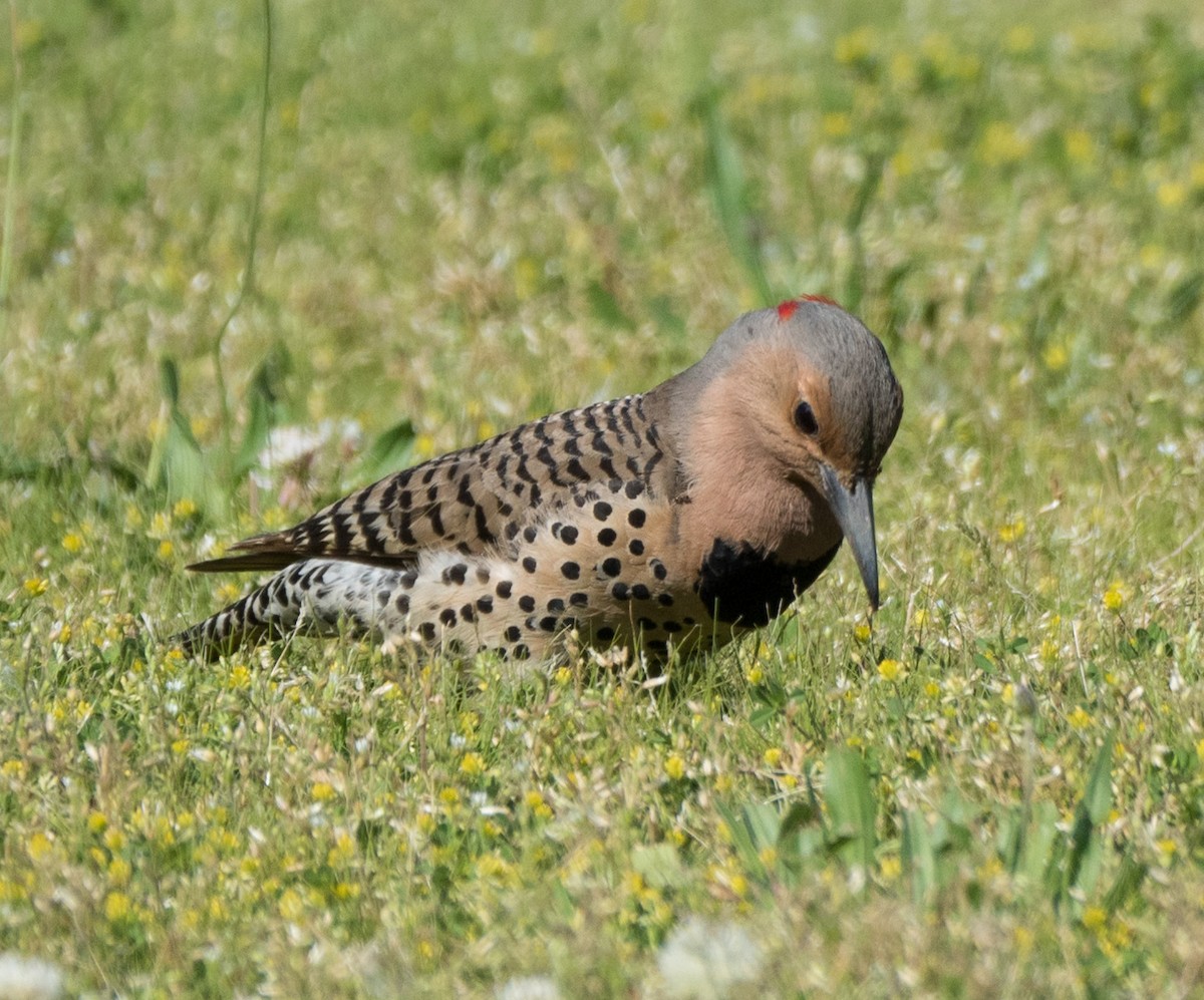 Northern Flicker - ML59662871