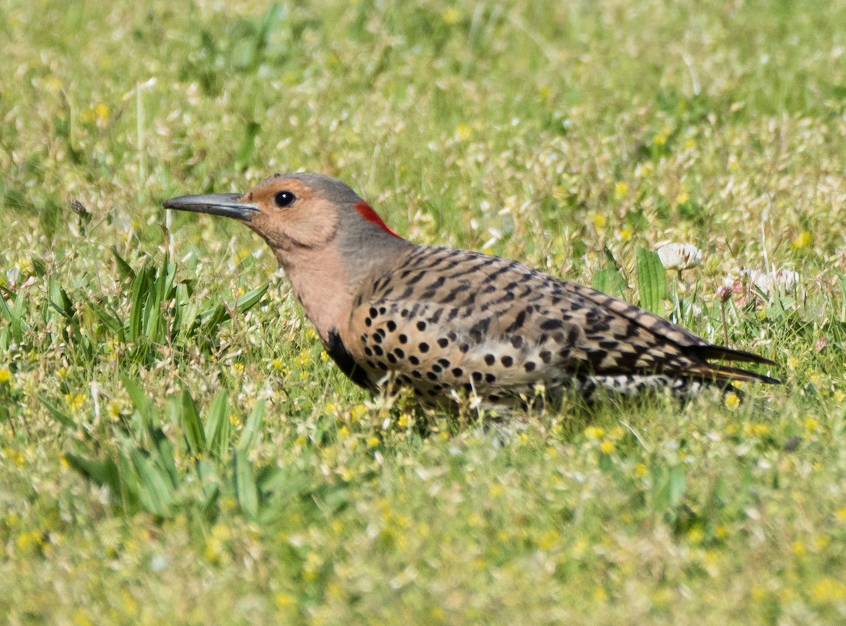Northern Flicker - ML59662881