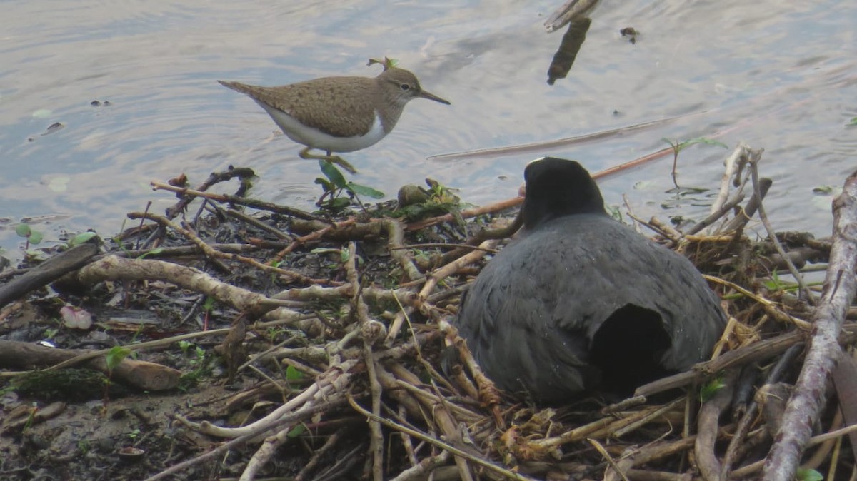 Common Sandpiper - ML596628851