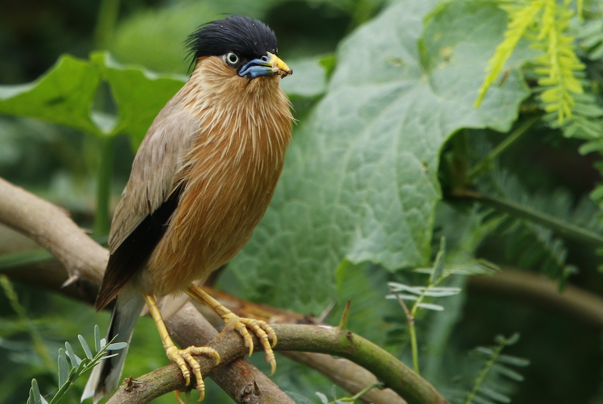 Brahminy Starling - ML596629091