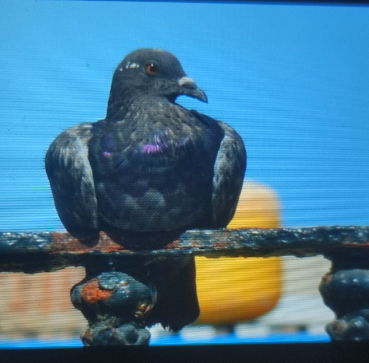Rock Pigeon (Feral Pigeon) - ML596629601