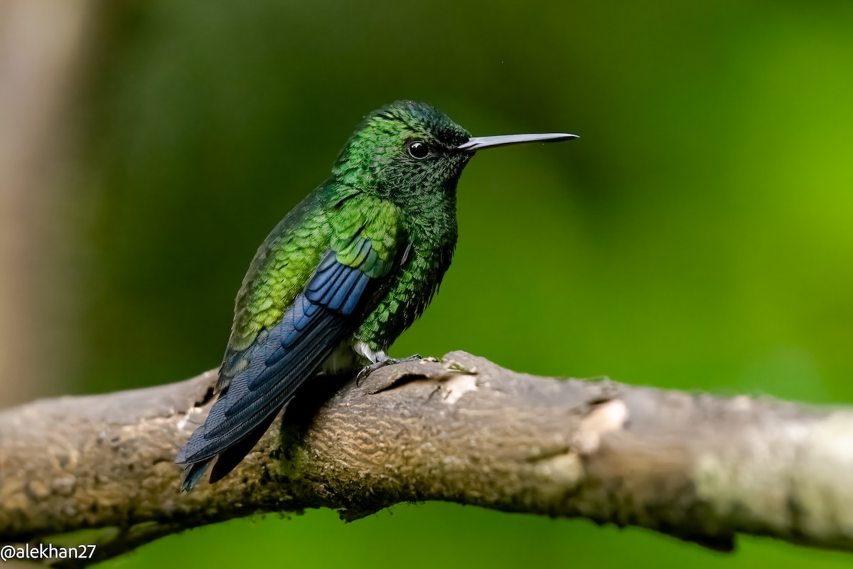 Steely-vented Hummingbird - Eleuterio Ramirez