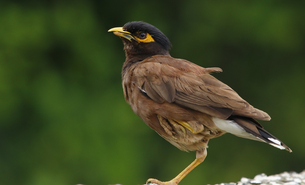 Common Myna - ML596629951