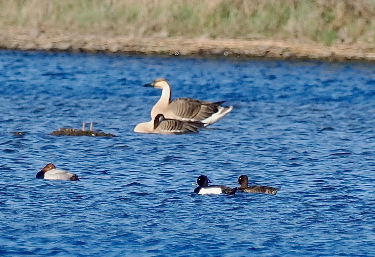 Swan Goose - ML596630071