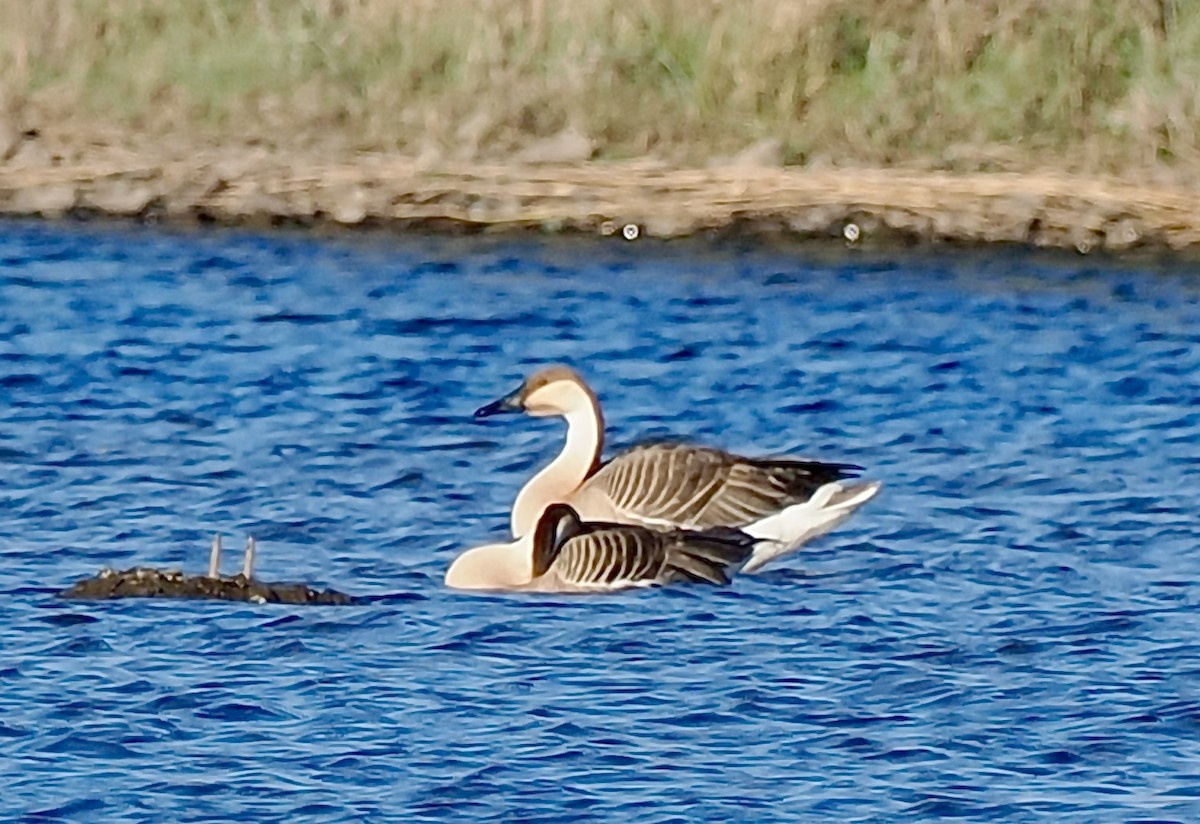 Ánsar Cisnal - ML596630081