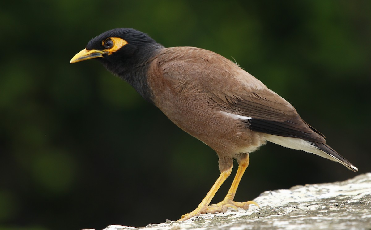 Common Myna - Amee Vyas