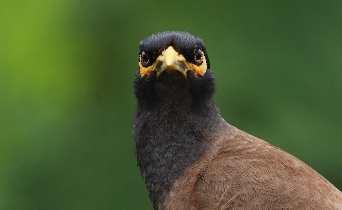 Common Myna - ML596630271